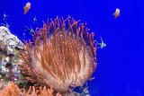 3 - IL BELL'ANEMONE ED I SUOI OSPITI